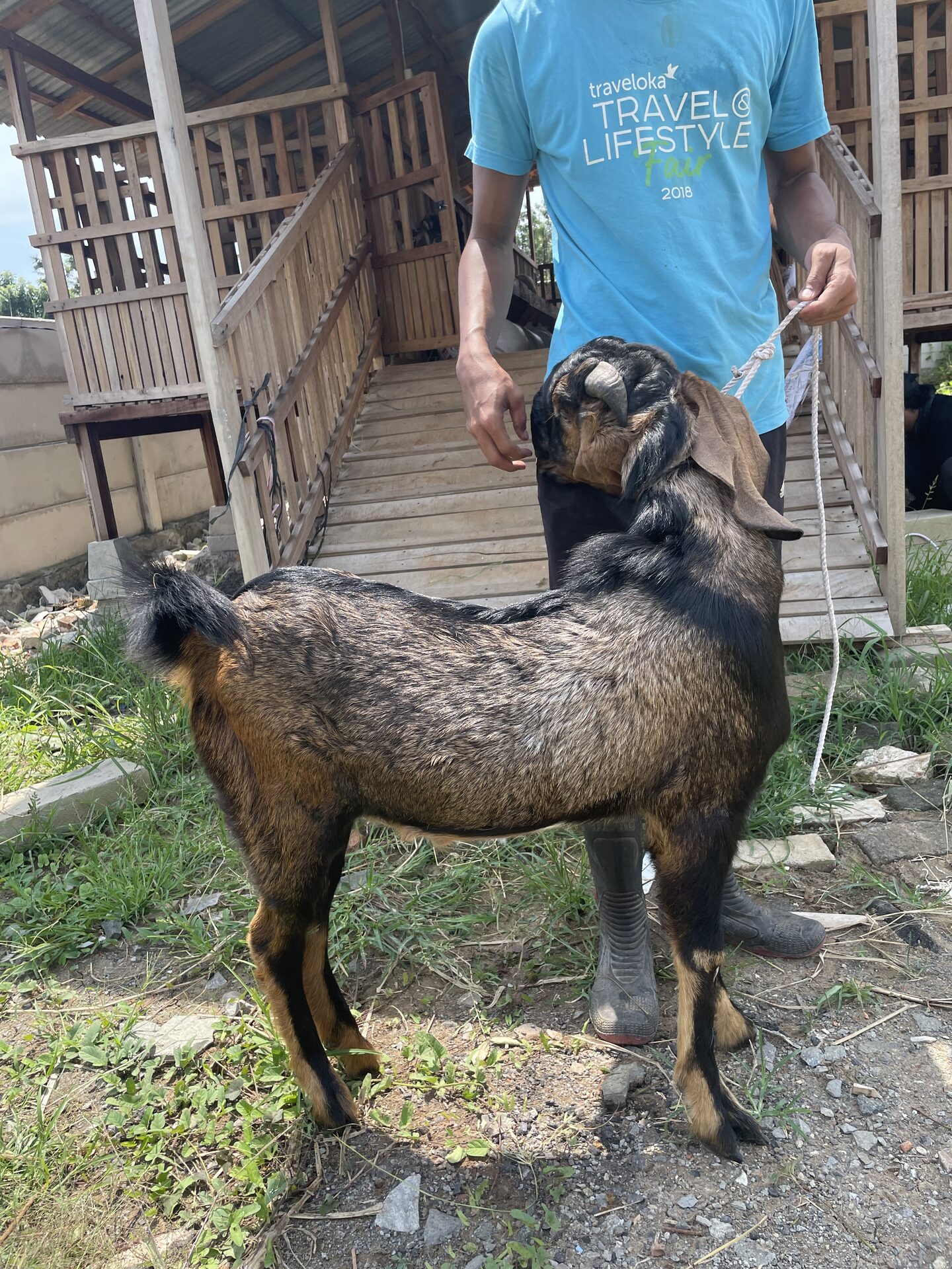 Jawarandu Jerabang 3